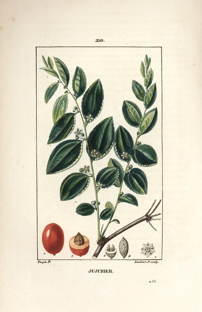 Jujubebaum, Rhamnus zizyphus, mit Blume, Blatt und Frucht im Querschnitt. Handkolorierter Kupferstich von Lambert Junior nach einer Zeichnung von Pierre Jean-Francois Turpin aus Chaumeton, Poiret und Chamberet