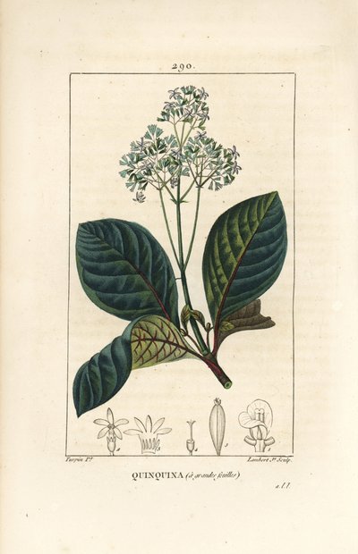 Ladenbergia oblongifolia (Cinchona magnifolia) mit Blüte, Zweig, Blatt und Samen von Pierre Jean Francois Turpin