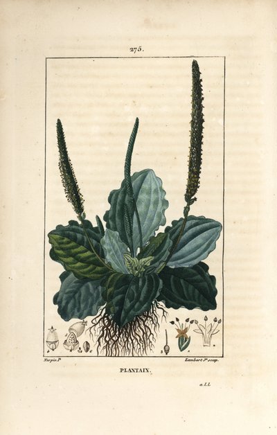 Großer Wegerich - Wegerich, Plantago major, mit Blatt, Blüte und Wurzeln. Handkolorierter Kupferstich von Lambert Junior nach einer Zeichnung von Pierre Jean-Francois Turpin aus Chaumeton, Poiret und Chamberet