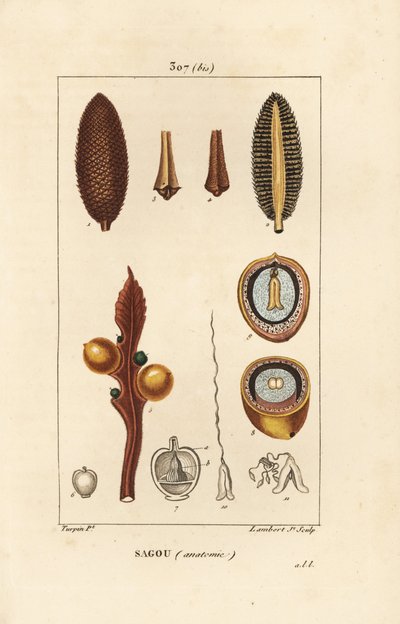 Großer Zweig oder große Cycas-Samen - Königin-Sago, Cycas circinalis, zeigt Samen und Schnitt. Gefährdet. Handkolorierter Kupferstich von Lambert Junior nach einer Zeichnung von Pierre Jean-Francois Turpin aus Chaumeton, Poiret und Chamberet