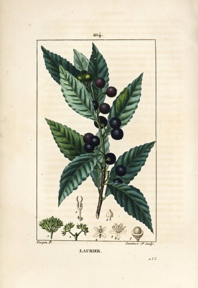 Lorbeerbaum, Laurus nobilis, mit Blatt, Beere und Samen von Pierre Jean Francois Turpin