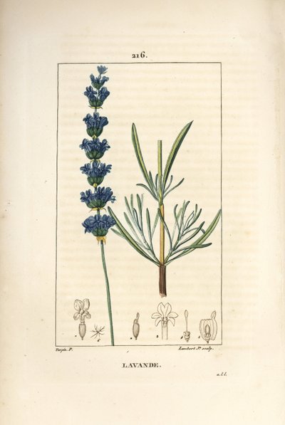 Lavendel, Lavendula spica. Handkolorierter Kupferstich von Lambert Junior nach einer Zeichnung von Pierre Jean-Francois Turpin aus Chaumeton, Poiret und Chamberet