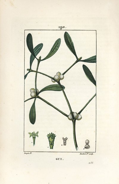 Laubmistel - Mistel, Viscum album von Pierre Jean Francois Turpin