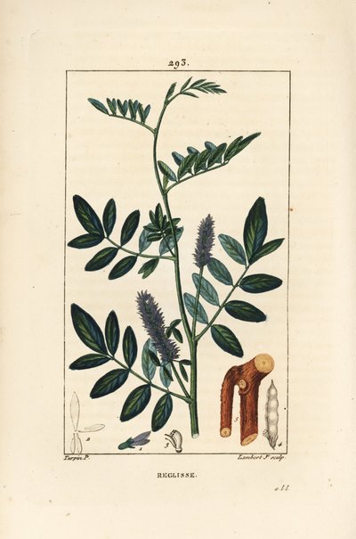 Süßholz, Glycyrrhiza glabra, mit Blüte, Blatt, Rinde, holzigem Zweig und Samen. Handkolorierter Kupferstich von Lambert Junior nach einer Zeichnung von Pierre Jean-Francois Turpin aus Chaumeton, Poiret und Chamberet