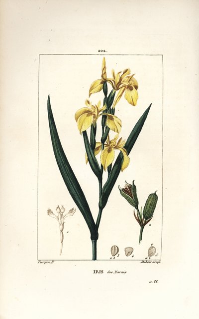 Sumpf-Schwertlilie oder Wasser-Gelbe Schwertlilie - Gelbe Schwertlilie, Iris palustris lutea, Blüte, Blatt und Samenkapsel. Handkolorierte Punktkupferstich von Lambert Junior nach einer Zeichnung von Pierre Jean-Francois Turpin aus Chaumeton, Poiret und Ch von Pierre Jean Francois Turpin