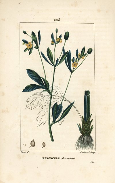 Sumpfdotterblume, Sumpfpopulation oder Wasserdotterblume - Sumpfdotterblume oder Sumpfhahnenfuß, Caltha palustris (Ranunculus palustris), mit Blume, Blatt, Stiel, Wurzel und Samen. Handkolorierte Punktkupferstichgravur von Lambert Junior nach einer Zeichnu von Pierre Jean Francois Turpin