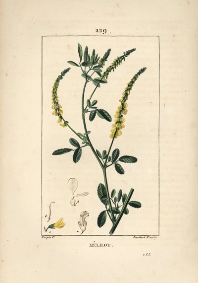 Gelber Steinklee von Pierre Jean Francois Turpin