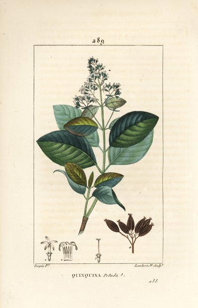 Michurago oder Affenfrucht, Ladenbergia macrocarpa (Cinchona ovalifolia), mit Blume, Blatt, Stiel und Samen von Pierre Jean Francois Turpin