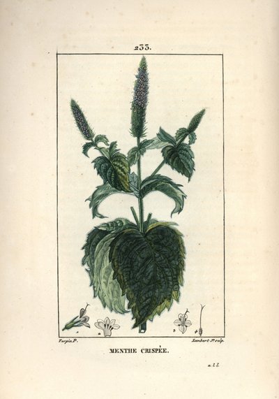 Krause Minze, Mentha crispa. Handkolorierter Kupferstich von Lambert Junior nach einer Zeichnung von Pierre Jean-Francois Turpin aus Chaumeton, Poiret und Chamberets „La Flore Medicale“, Paris, Panckoucke von Pierre Jean Francois Turpin
