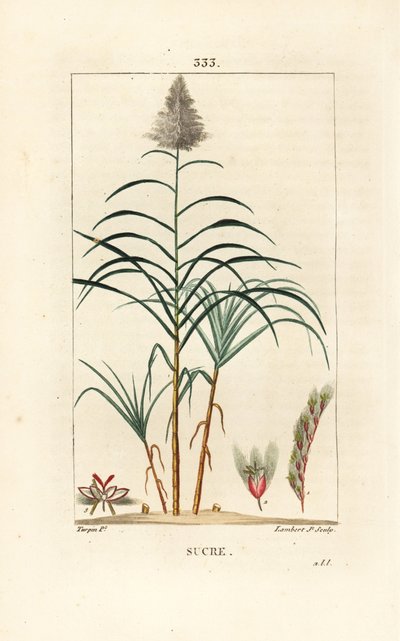 Edles Zuckerrohr von Pierre Jean Francois Turpin