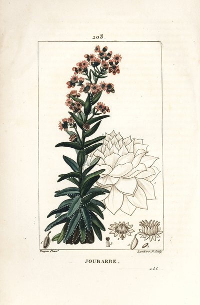 Große Fetthenne - Gemeine Hauswurz, Sedum majus von Pierre Jean Francois Turpin