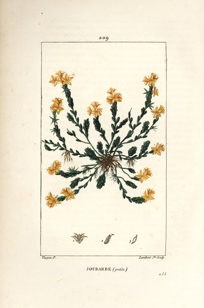 Scharfer Mauerpfeffer - Gold-Fetthenne, Sedum acre von Pierre Jean Francois Turpin