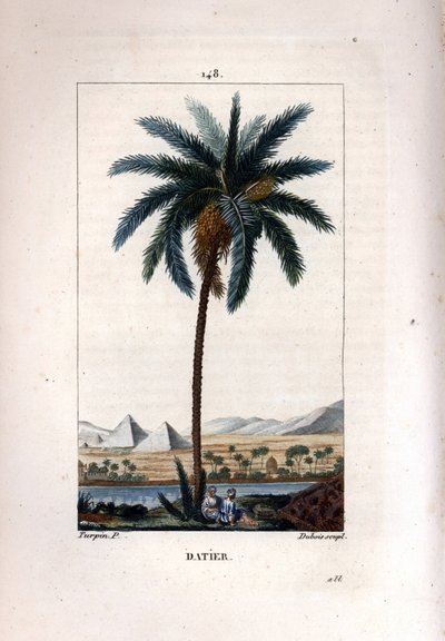 Dattelpalme, Phoenix dactylifera, zeigt Früchte und Blätter vor einer Landschaft mit Pyramiden und Fluss von Pierre Jean Francois Turpin