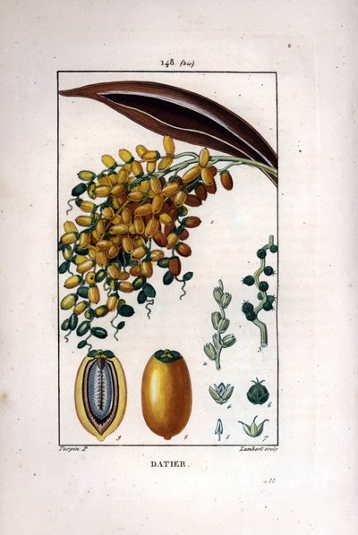 Dattelpalme, Phoenix dactylifera, zeigt reife Früchte an einem Zweig und einzelne Früchte im Querschnitt. Handkolorierte Punktkupferstich von Lambert nach einer Zeichnung von Pierre Jean-Francois Turpin aus Chaumeton, Poiret et Chamberet