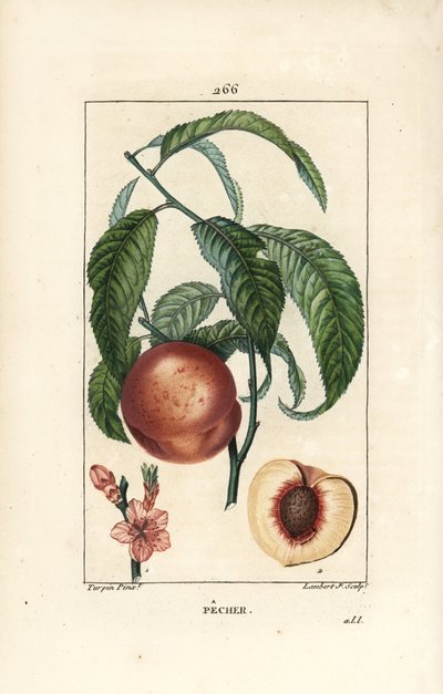Pfirsichbaum, Amygdalus persica, mit Blüte, Blatt, Stängel, reifer Frucht und Frucht im Querschnitt mit Samen. Handkolorierte Punktkupferstichgravur von Lambert Junior nach einer Zeichnung von Pierre Jean-Francois Turpin von Pierre Jean Francois Turpin