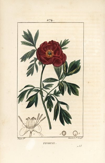 Pfingstrose - Europäische Pfingstrose, Paeonia officinalis, mit Blume, Blatt und Umriss der Blütenteile. Handkolorierter Kupferstich von Lambert Junior nach einer Zeichnung von Pierre Jean-Francois Turpin aus Chaumeton, Poiret und Chamberet