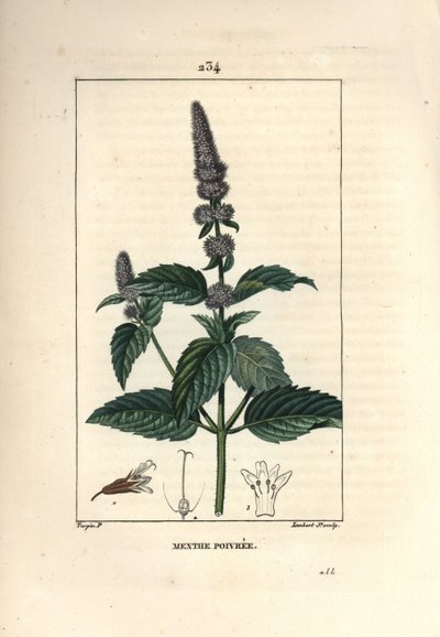 Pfefferminze, Mentha piperita. Handkolorierter Kupferstich von Lambert Junior nach einer Zeichnung von Pierre Jean-Francois Turpin aus Chaumeton, Poiret und Chamberets „La Flore Medicale“, Paris, Panckoucke von Pierre Jean Francois Turpin