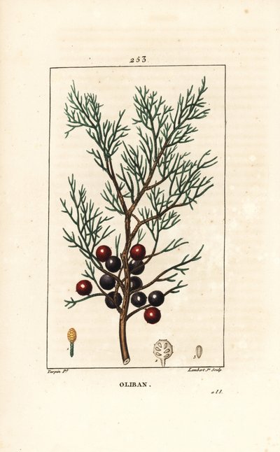 Phönizischer Wacholder, Juniperus phoenicea, mit Zweig, Blatt und Beere. Handkolorierter Kupferstich von Lambert Junior nach einer Zeichnung von Pierre Jean-Francois Turpin aus Chaumeton, Poiret und Chamberets „La Flore Medicale“, Paris, Panckoucke von Pierre Jean Francois Turpin