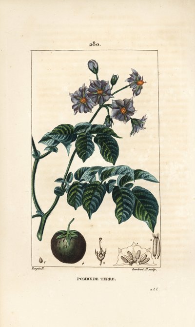 Kartoffel, Solanum tuberosum, mit Blume, Blatt, Stängel und Frucht. Handkolorierte Punktkupferstichgravur von Lambert Junior nach einer Zeichnung von Pierre Jean-Francois Turpin aus Chaumeton, Poiret und Chamberet