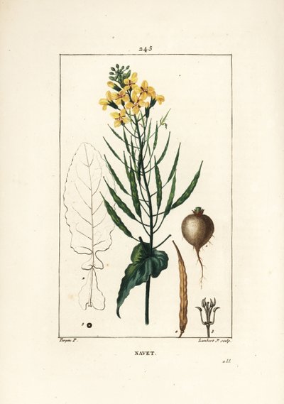 Raps, Brassica napus, mit Blatt, Blüte und Wurzel. Handkolorierter Kupferstich von Lambert Junior nach einer Zeichnung von Pierre Jean-Francois Turpin aus Chaumeton, Poiret und Chamberets „La Flore Medicale“, Paris, Panckoucke von Pierre Jean Francois Turpin