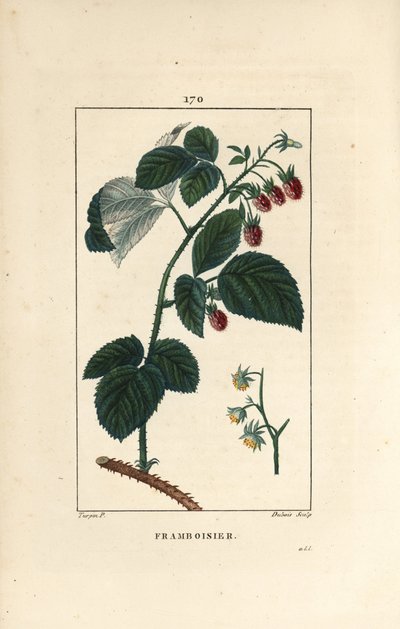 Himbeere, Rubus idaeus, zeigt Blüten, Blätter, Dornen und reife Früchte. Handkolorierte Punktkupferstich von Lambert Junior nach einer Zeichnung von Pierre Jean-Francois Turpin aus Chaumeton, Poiret et Chamberet
