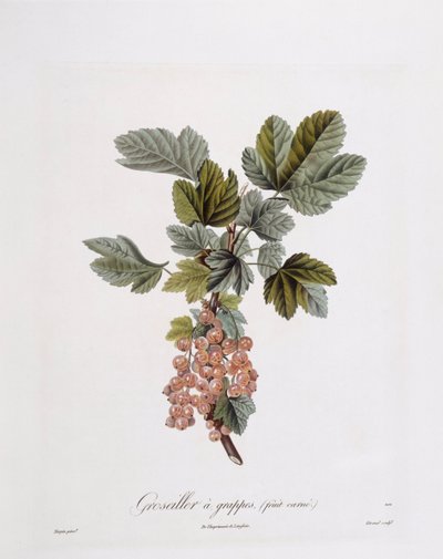 Rote Johannisbeere, botanische Tafel von Pierre Jean Francois Turpin von Pierre Jean Francois Turpin