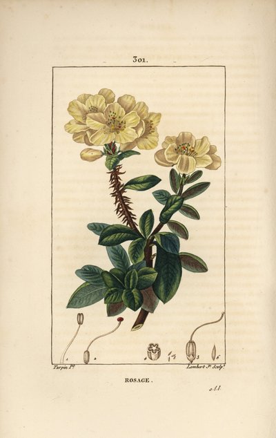 Riesen-Rhododendron - Rosebay, Hymenanthes maxima (Rhododendron maximum), mit Blume, dornigem Stiel, Blatt und Samen von Pierre Jean Francois Turpin