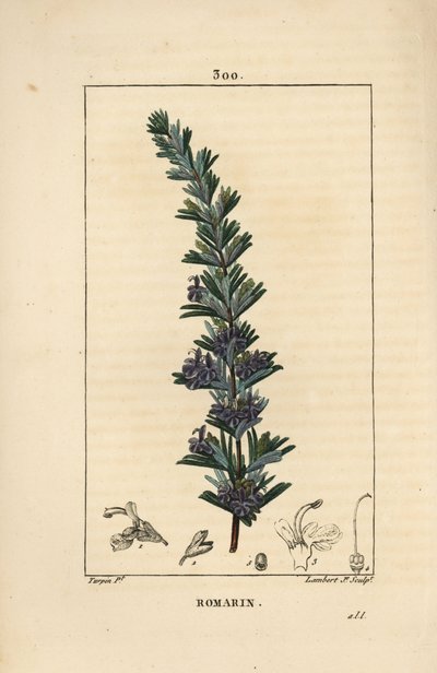 Rosmarin - Rosmarinus officinalis, mit Blüte, Blatt und Stängel von Pierre Jean Francois Turpin