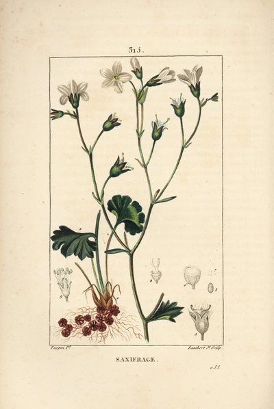 Knollige Steinbrech - Wiesen-Steinbrech, Saxifraga granulata, mit Blume, Blatt, Stiel und Wurzel von Pierre Jean Francois Turpin