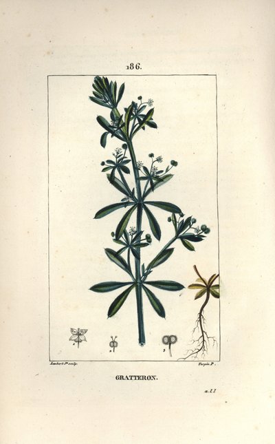 Kletten-Labkraut von Pierre Jean Francois Turpin