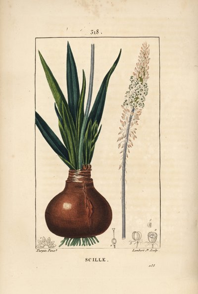 Meerzwiebel, Drimia maritima, mit Zwiebel, Blatt, Stängel und Blüte. Handkolorierter Kupferstich von Lambert Junior nach einer Zeichnung von Pierre Jean-François Turpin aus Chaumeton, Poiret und Chamberet