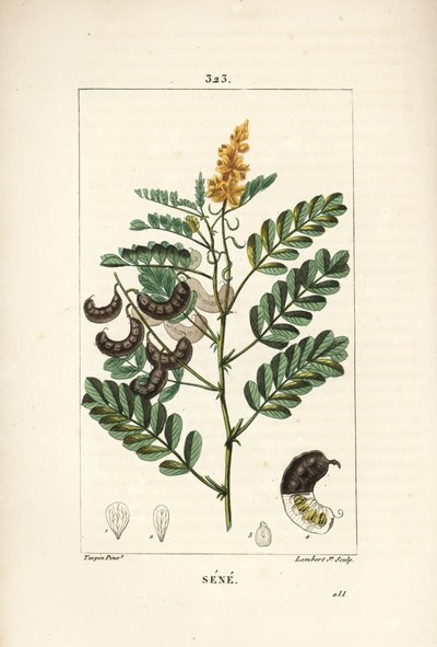 Sene - Alexandrinische Senna, mit Blume, Blatt, Stängel und Samen von Pierre Jean Francois Turpin