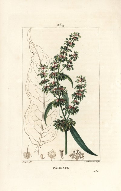 Mönchskraut - Patience Dock, Rumex patientia, mit Blume, Stängel, Blättern, Samen und Blattform von Pierre Jean Francois Turpin