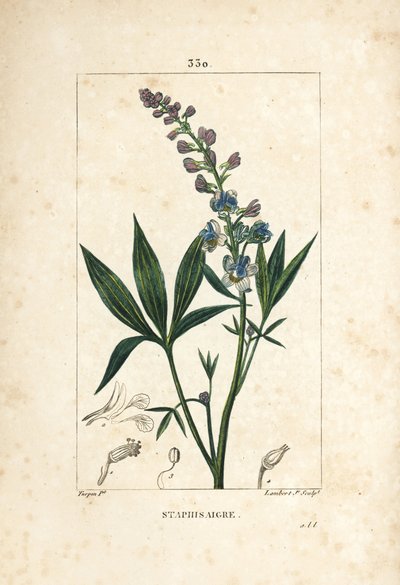 Staphisagria - Läusekraut oder Stephanskraut, Delphinium staphisagria, mit Blume, Blatt, Stängel und Samen. Handkolorierte Punktkupferstich von Lambert Junior nach einer Zeichnung von Pierre Jean-Francois Turpin aus Chaumeton, Poiret und Chamberet