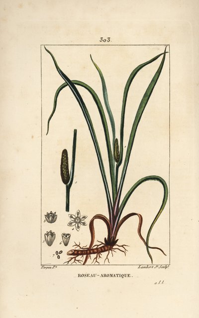Kalmus, Acorus calamus, mit Samen, Blatt und Wurzel von Pierre Jean Francois Turpin