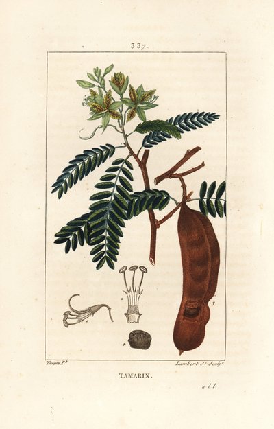 Tamarinde - Tamarindus indica, zeigt Blume, Blatt und Samenschote. Handkolorierter Kupferstich von Lambert Junior nach einer Zeichnung von Pierre Jean-Francois Turpin aus Chaumeton, Poiret und Chamberet