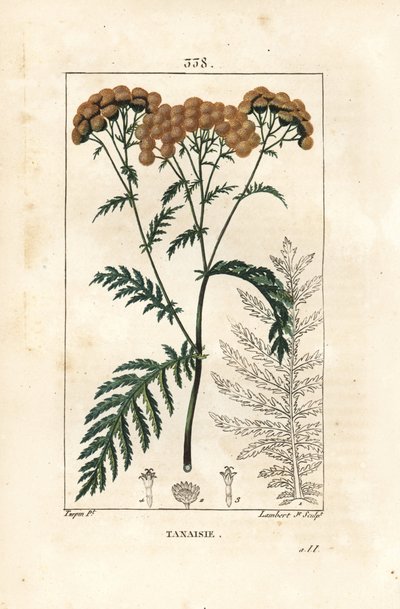 Rainfarn von Pierre Jean Francois Turpin