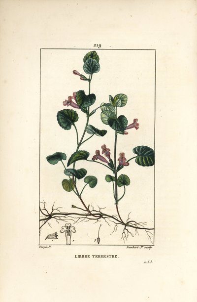 Efeu - Bodeneibe, Hedera terrestris von Pierre Jean Francois Turpin