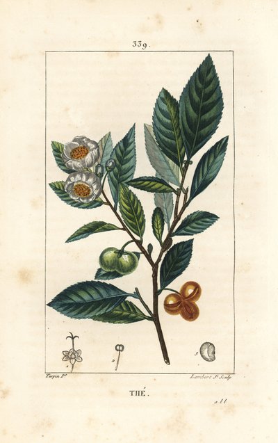 Teepflanze - Tee, Camellia sinensis, zeigt Blatt, Frucht und Blüte. Handkolorierter Kupferstich von Lambert Junior nach einer Zeichnung von Pierre Jean-Francois Turpin aus Chaumeton, Poiret und Chamberet