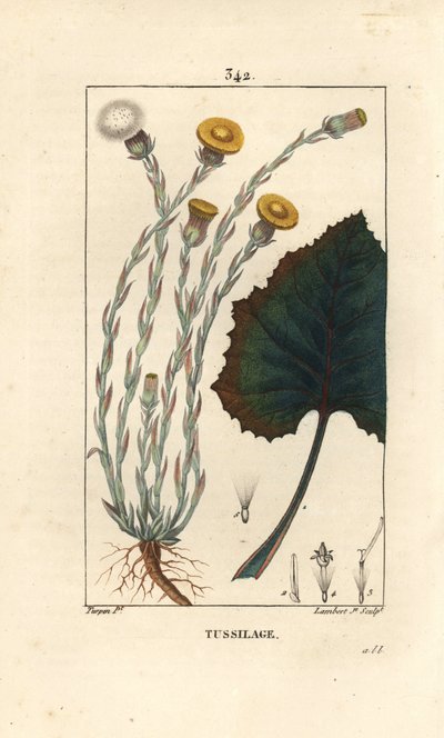 Huflattich - Tussilago farfara, mit Blume, Blatt, Stängel und Wurzel. Handkolorierter Kupferstich von Lambert Junior nach einer Zeichnung von Pierre Jean-Francois Turpin aus Chaumeton, Poiret und Chamberet