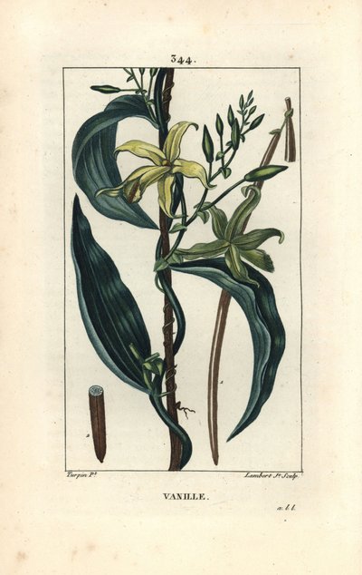 Vanille - Vanilleorchidee, Epidendron vanilla, mit Blüte, Blatt, Samenkapsel von Pierre Jean Francois Turpin