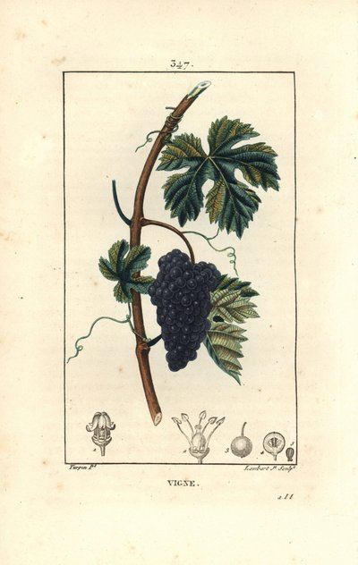 Weinrebe - Vitis vinifera, mit Frucht, Blatt, Ranke und Stängel. Handkolorierter Kupferstich von Lambert Junior nach einer Zeichnung von Pierre Jean-Francois Turpin aus Chaumeton, Poiret und Chamberet