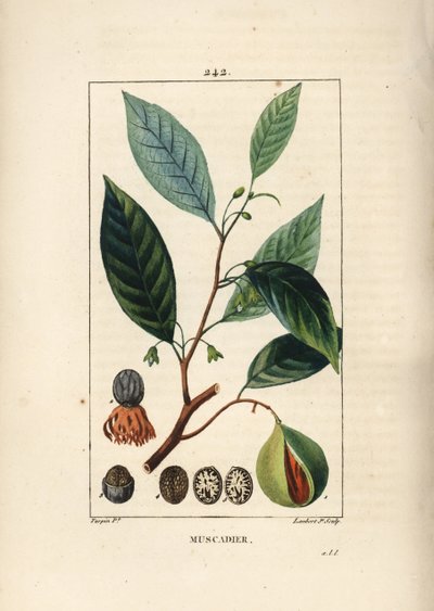 Muskatnuss und Muskatblüte, Myristica moschata, Blatt, Samen und Frucht. Handkolorierter Kupferstich von Lambert Junior nach einer Zeichnung von Pierre Jean-Francois Turpin aus Chaumeton, Poiret und Chamberets „La Flore Medicale“, Paris, Panckoucke von Pierre Jean Francois Turpin
