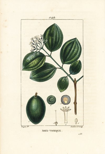 Brechnussbaum, Strychnos nux-vomica, mit Frucht, Samen, Blatt und Blume. Handkolorierter Kupferstich von Lambert Junior nach einer Zeichnung von Pierre Jean-Francois Turpin aus Chaumeton, Poiret und Chamberet
