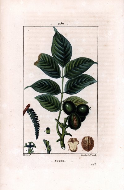 Walnusszweig mit Nüssen von Pierre Jean Francois Turpin