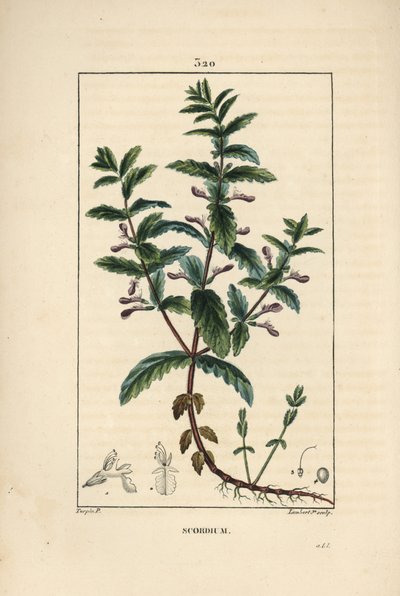 Wassergamander - Teucrium scordium, zeigt Blume, Blatt, Stängel und Wurzeln. Handkolorierter Kupferstich von Lambert Junior nach einer Zeichnung von Pierre Jean-Francois Turpin aus Chaumeton, Poiret und Chamberet