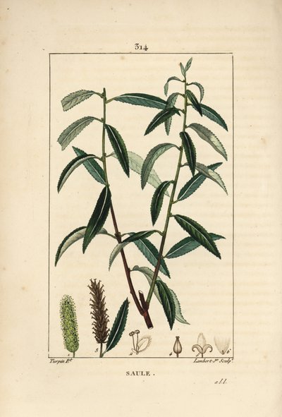 Weiße oder Silberweide, Weißer Weidenbaum, Salix alba, mit Blatt, Blüte, männlichen und weiblichen Kätzchen, Frucht und Samen von Pierre Jean Francois Turpin