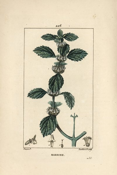 Weißer oder gemeiner Andorn - Gemeiner Andorn, Marrubium vulgare von Pierre Jean Francois Turpin