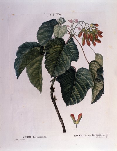 Botanik: Ahornzweig. Tafel aus „Nouveau Duhamel du Monceau oder Abhandlung über Bäume und Sträucher, die in Frankreich kultiviert werden“ Aquarell von Pierre Joseph Redouté (1759-1840) 1819 von Pierre Joseph (after) Redoute