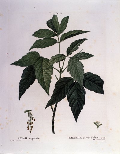 Botanik: Ahornzweig. Tafel aus „Nouveau Duhamel du Monceau oder Abhandlungen über Bäume und Sträucher, die in Frankreich kultiviert werden“. Aquarell von Pierre Joseph Redouté (1759-1840) 1819. von Pierre Joseph (after) Redoute